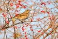 Dusky Thrush Royalty Free Stock Photo