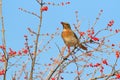 Dusky Thrush Royalty Free Stock Photo