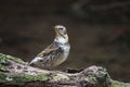 Dusky Thrush Royalty Free Stock Photo