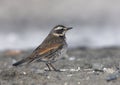 Dusky thrush, Turdus naumanni Royalty Free Stock Photo