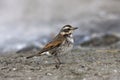 Dusky thrush, Turdus naumanni Royalty Free Stock Photo