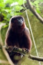 Dusky Titi Monkey