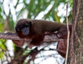 Dusky Titi Monkey