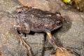 Dusky Toadlet Royalty Free Stock Photo