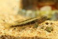 Dusky tripletooth goby