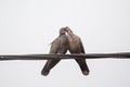 Dusky Turtle Dove Kiss