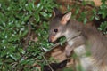 Dusky wallaby Royalty Free Stock Photo