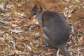 Dusky wallaby Royalty Free Stock Photo