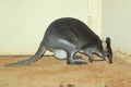 Dusky wallaby Royalty Free Stock Photo