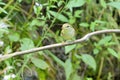 Dusky Warbler Royalty Free Stock Photo