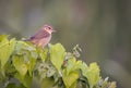 The dusky warbler is a leaf warbler which breeds in the east Palearctic Royalty Free Stock Photo