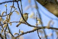 Dusky Warbler Phylloscopus fuscatus on a tree Royalty Free Stock Photo