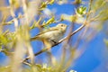 Dusky Warbler Phylloscopus fuscatus on a tree Royalty Free Stock Photo