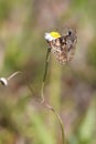 DuskyWings Skipper Butterfly Pollinating A Small Flower Royalty Free Stock Photo