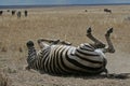 Dust Bath Royalty Free Stock Photo