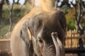 Dust bath elephant