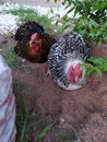 Dust bathing Wyandotte chickens