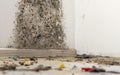 dust in the corner of the room. real old neglected dusty dirt, dirty toxic mold and fungus bacteria on the white wall Royalty Free Stock Photo