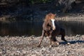 Dust and dirt flying off liver chestnut bay wild stallion getting up from rolling in the gravel at the Salt River in Arizona Royalty Free Stock Photo