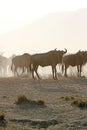 Dust at Dusk Royalty Free Stock Photo