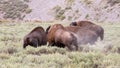 Dust flies as three American Bison Buffalo bulls fight in Hayden Valley in Yellowstone National Park USA