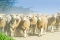 Through dust and haze kicked up a farmer with sheep dogs moves a flock of sheep Royalty Free Stock Photo
