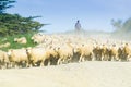 Through dust and haze kicked up a farmer with sheep dogs moves a flock of sheep Royalty Free Stock Photo