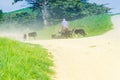 Through dust and haze kicked up a farmer with sheep dogs moves a flock of sheep Royalty Free Stock Photo