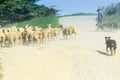 Through dust and haze kicked up a farmer with sheep dogs moves a flock of sheep Royalty Free Stock Photo