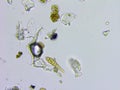 Dust and microorganisms microscopic view Royalty Free Stock Photo