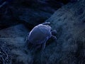 Dust mite