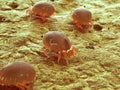 A dust mite