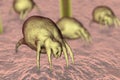 Dust mite Dermatophagoides which lives in dust and furniture