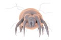 Dust mite Dermatophagoides