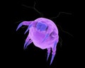 Dust mite Dermatophagoides