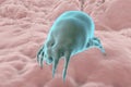 Dust mite Dermatophagoides