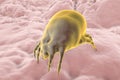Dust mite Dermatophagoides