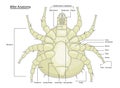 Dust Mite or Tick Anatomy with labels