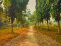 A dust path and trees along with both sides Royalty Free Stock Photo