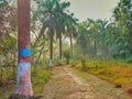 A dust path and trees Of bottle-pump along with both sides Royalty Free Stock Photo