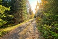 Dust and rock forest road, autumn coloured trees on both sides, sun backlight in background Royalty Free Stock Photo