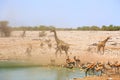 Dust storm next to an african waterhole with giraffe, springbok and oryx