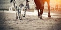 Legs of two sports horses galloping around the arena Royalty Free Stock Photo