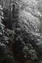 Dusting of snow on dark trees in fall or winter Royalty Free Stock Photo