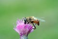 Dusting - Syrphyd fly on the bloom