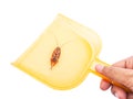 Dustpan with dead cockroch Royalty Free Stock Photo