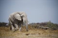 Big Grey Bull Elephant marching in to drink Royalty Free Stock Photo