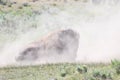 Dusty Bison Buffalo respite