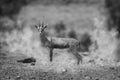 Dusty black buck deer