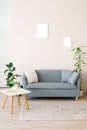 A dusty blue sofa with pillows, a white coffee table, potted plants in a bright cozy living room. Mockup frames for posters on the Royalty Free Stock Photo